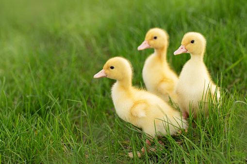 three ducklings in the green grass