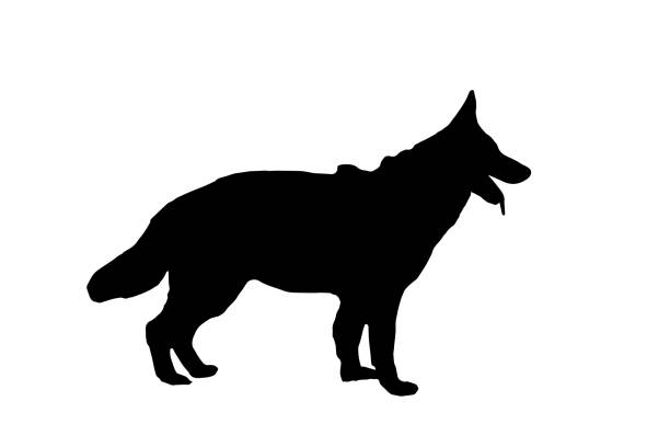 ilustraciones, imágenes clip art, dibujos animados e iconos de stock de silueta negra de un pastor alemán sobre un fondo blanco. perro adulto de pie con la boca abierta y la lengua colgando hacia fuera. - perro adiestrado