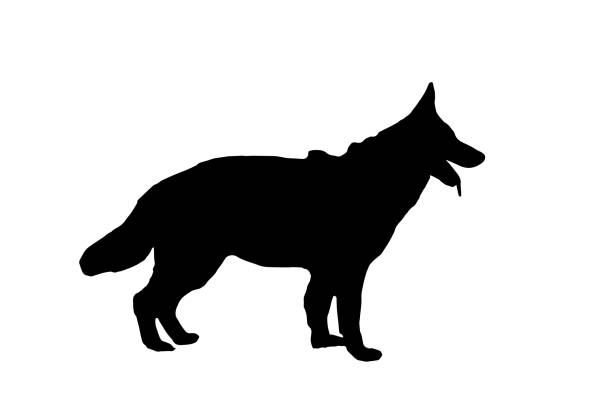 Black silhouette of a German Shepherd against a white background. Adult dog standing with mouth open and tongue hanging out. Black silhouette of a German Shepherd against a white background. Adult dog standing with mouth open and tongue hanging out. Side view. Vector illustration huge black dog stock illustrations