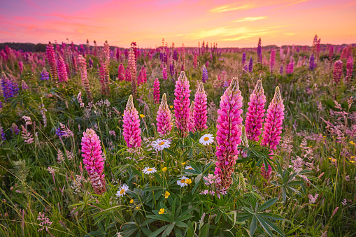 Blossoming lupines standing tall in a field.  The sun is setting in the background and the sky is pink and orange colored. There are also some other small flowers in between the lupines.