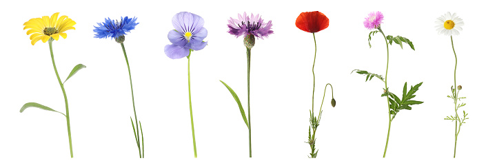 Collection of different beautiful wild flowers on white background. Banner design