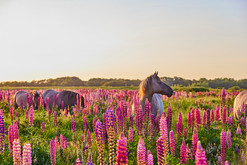 Blossoming lupines standing tall in a field.  The sun is setting in the background and there are some thin clouds in the sky. There are wild horses walking through the scene.
