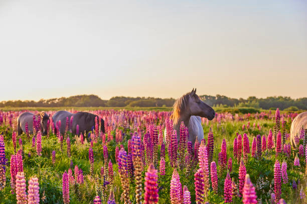 Lupines during sunset stock photo