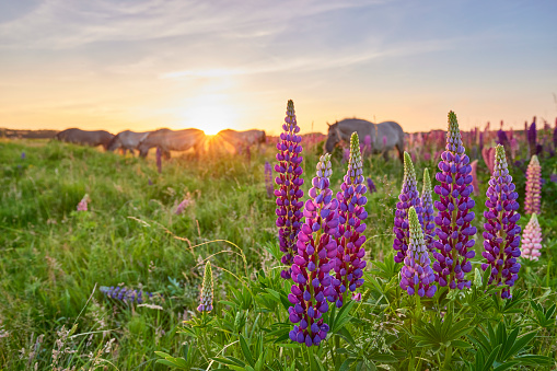Blossoming lupines standing tall in a field.  The sun is setting in the background and there are some thin clouds in the sky. There are wild horses walking through the scene.