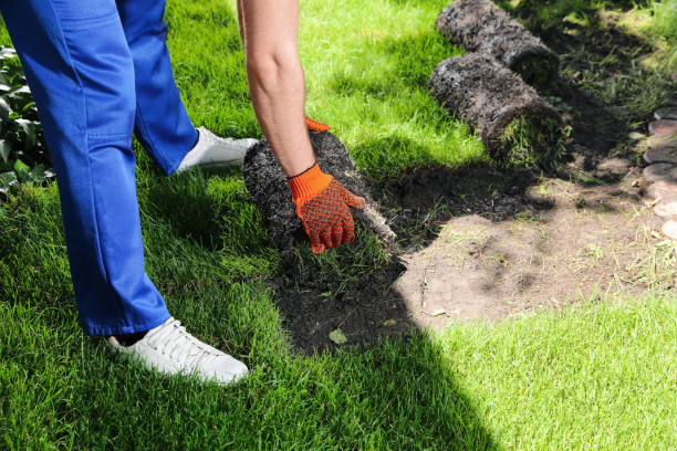istock Gardener laying grass sod on backyard, closeup 1327419871