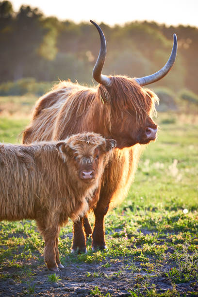 Scottish highlanders Two Scottish highlanders seen from up close, one of them his bigger and has horns on his head, the other is still very young. highland cattle stock pictures, royalty-free photos & images