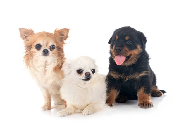 istock puppy rottweiler and chihuahua 1327419992