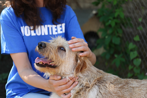 Voluntario con perro sin hogar en refugio de animales, primer plano photo
