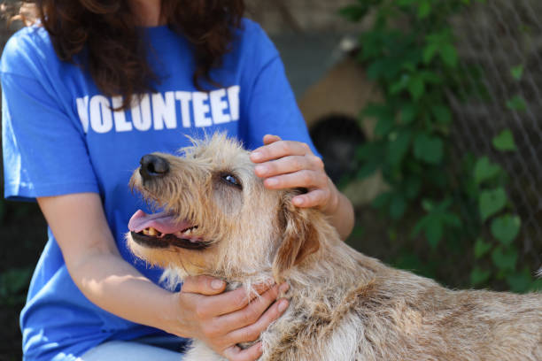 voluntario con perro sin hogar en refugio de animales, primer plano - rescue fotografías e imágenes de stock