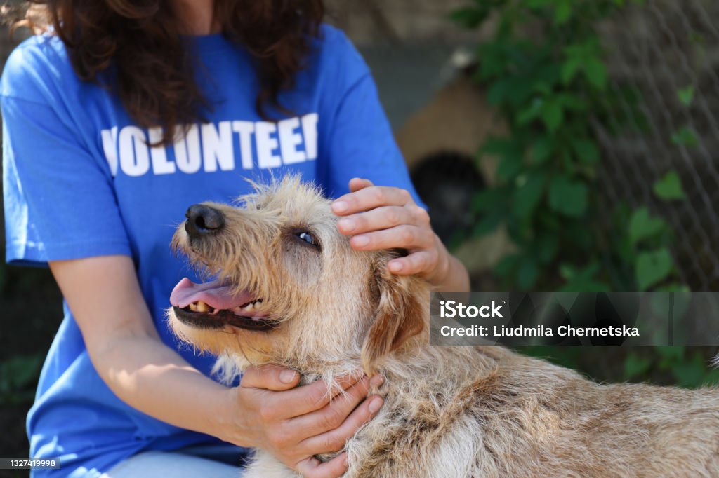 Volunteer with homeless dog in animal shelter, closeup Volunteer Stock Photo