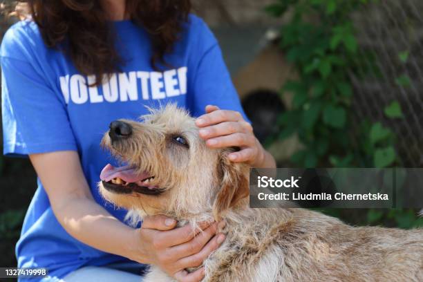 Volunteer With Homeless Dog In Animal Shelter Closeup Stock Photo - Download Image Now