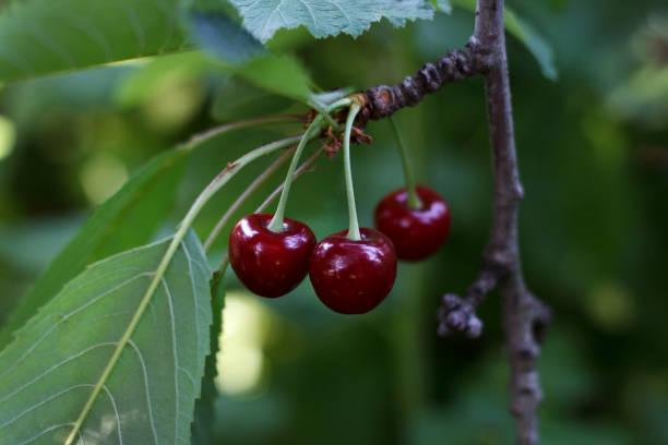 istock ripe sweet cherry in a garden 1327420135