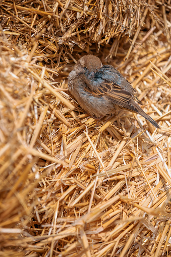 Young sparrow sits in a nest made of hay