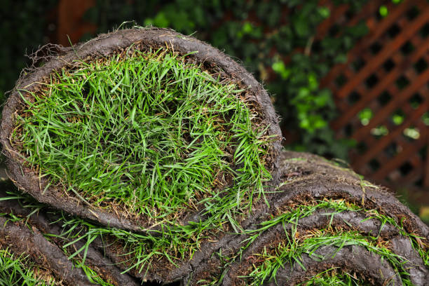 istock Closeup view of grass sod rolls on backyard 1327420430