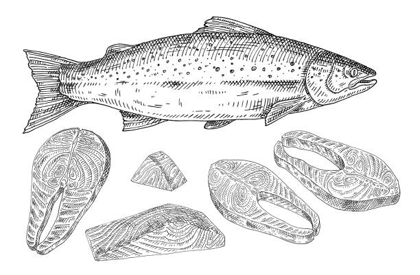 Salmon fresh fish whole and slices. Vintage engraving monochrome black illustration. Salmon fresh fish whole and slices. Vintage vector engraving monochrome black illustration on white background. Hand drawn design in a graphic ink style. meat drawings stock illustrations