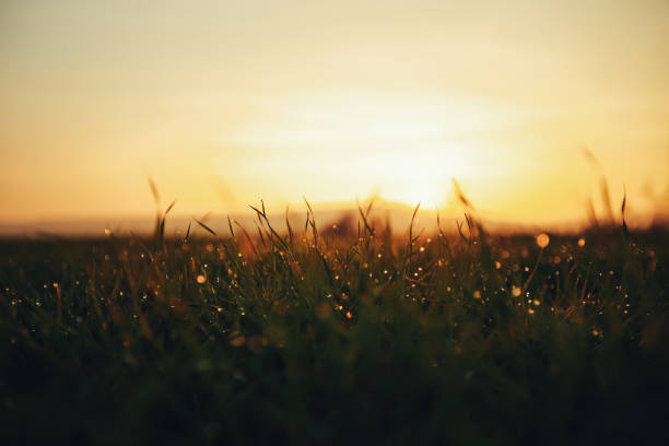 istock Water drops on blade of grass (Shallow Dof) 1327423704