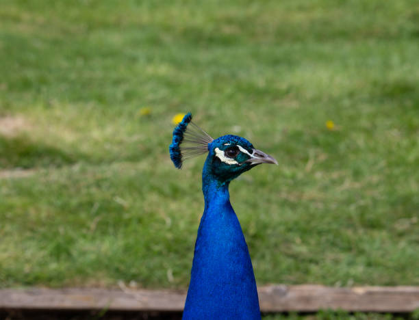 istock blue male Indian Peacock 1327423875