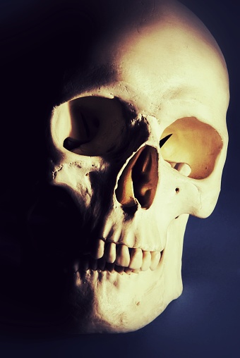 skeleton bones human anatomy medical horror skull