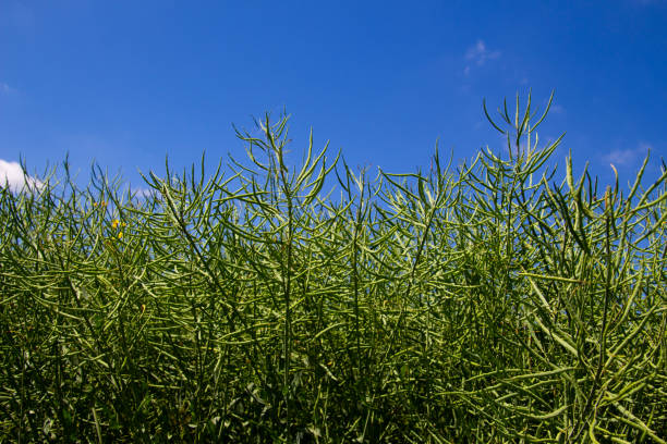 istock Rapeseed plants with green rape pods, also called Brassica napus 1327424073