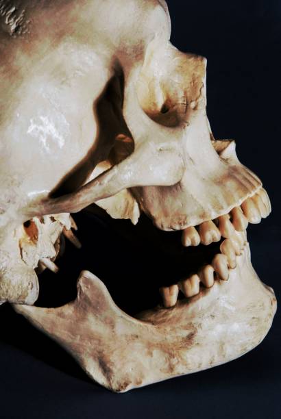 istock skeleton bones human anatomy medical horror skull 1327424079