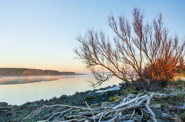 Winter Maanwatu River Bank Winter tree on the Manawatu river bank early morning mist in the background. manawatu stock pictures, royalty-free photos & images