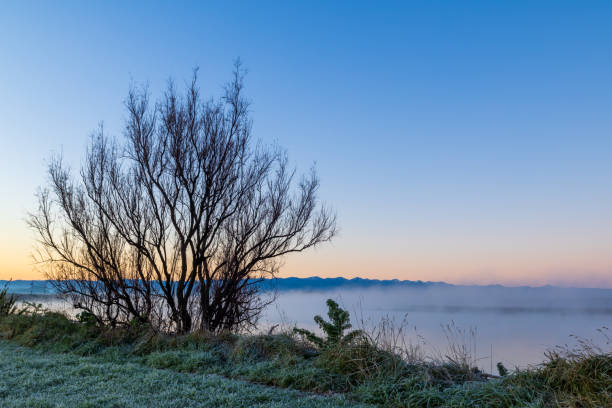 Winter Tree Mist Morning Winter tree on the Manawatu river bank early morning mist in the background. manawatu river stock pictures, royalty-free photos & images