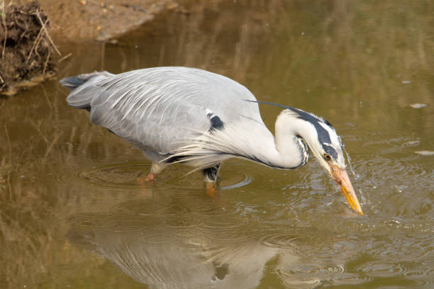 istock Ardea cinerea fishing 1327425154