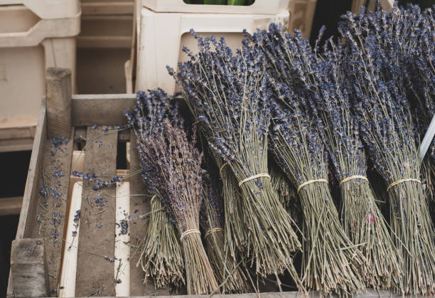 istock the bunch of lavender 1327425275