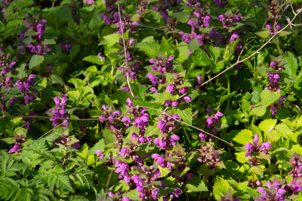 istock Pink flowers of dead nettle, also called Lamium maculatum 1327426603