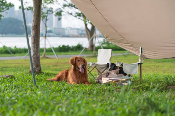 Golden Retriever lying on the grass