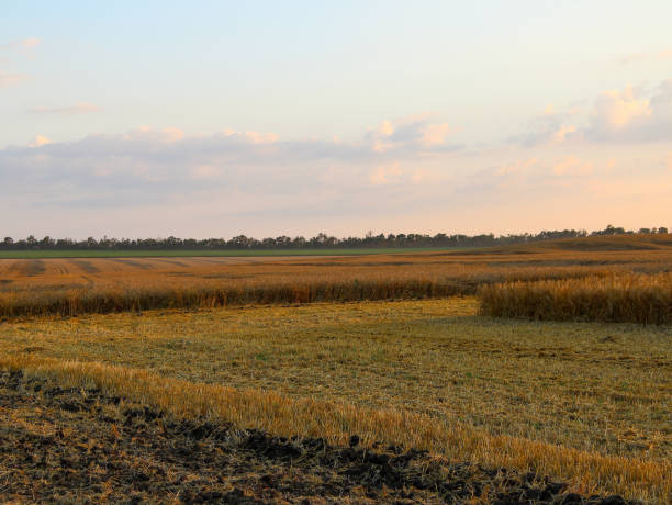 istock Ripe wheat field at evening 1327428231