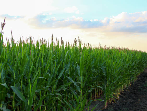 istock Even row of corn in the field 1327428232