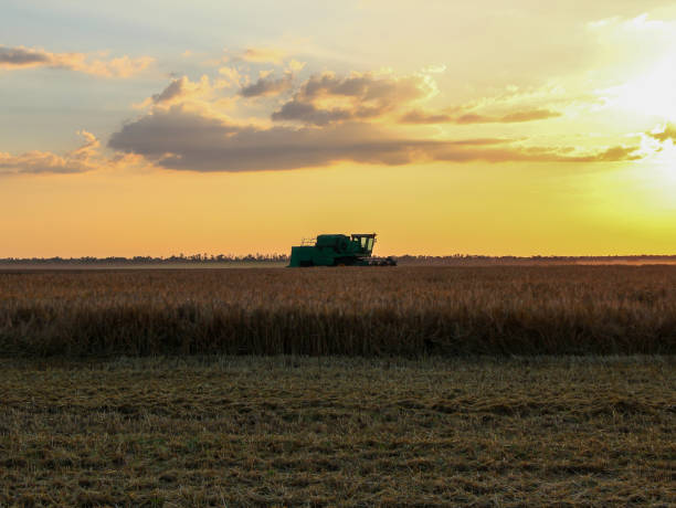 istock Harvester on a hot evening in a wheat field 1327428278