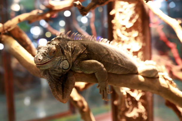 istock Iguana on wooden branch 1327429212