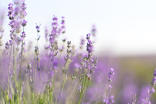 Close up photo of many lavender flowers. Selective focus. Beautyful background for your projects.