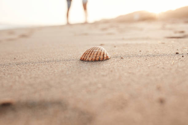 istock Couple in love on the beach celebrating valentines day with seashell with selective focus, summer love at sunset 1327432302