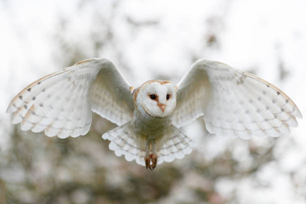 헛간 올빼미 비행 - barn owl 뉴스 사진 이미지