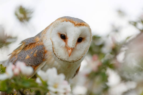 istock Barn owl in a tree with Pink and white  blossom 1327432388