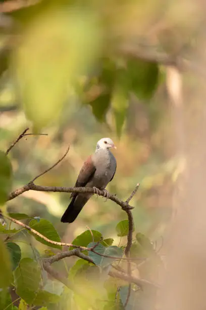 Nilgiri Wood-Pigeon, Columba elphinstonii perched amidst the foliage of leaves, Pune, Maharashtra, India