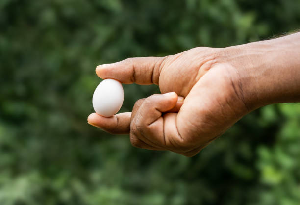 uovo di piccione bianco su una mano maschile vista ravvicinata su sfondo bokeh morbido - baby chicken human hand young bird bird foto e immagini stock