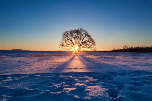 paysage d’aube hivernale de l’arbre harunire dans la ville de toyokoro dans la préfecture de hokkaido, au japon - hokkaido photos et images de collection