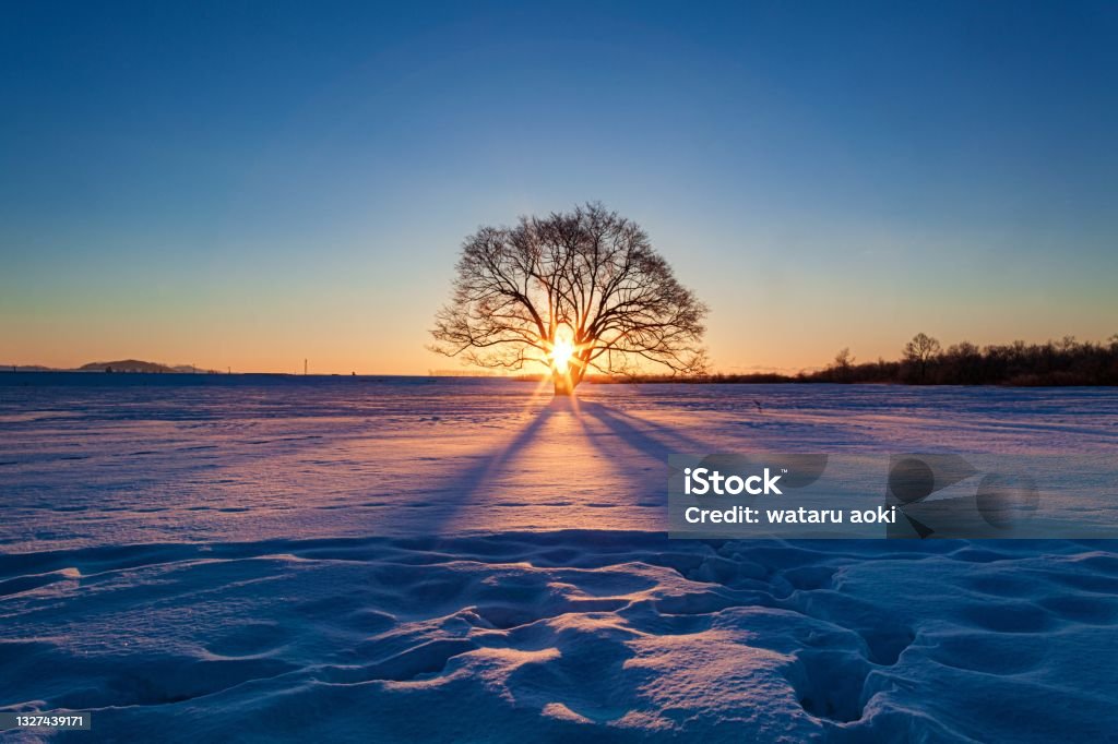 Winter daybreak scenery of Harunire tree at Toyokoro town in Hokkaido prefecture, Japan This is a winter daybreak scenery of Harunire tree at Toyokoro town in Hokkaido prefecture, Japan.
Harunire tree is well known as a tourist destination in this prefecture, especially winter season. Winter Stock Photo