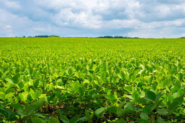 istock Endless field with soybeans. Eco friendly agriculture modern ideas. Harvesting. Soya bean sprout growing on an industrial scale. Summer landscape, Wallpaper with the blue sky. 1327439332