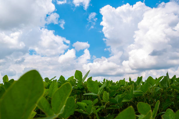 istock Endless field with soybeans. Eco friendly agriculture modern ideas. Harvesting. Soya bean sprout growing on an industrial scale. Summer landscape, Wallpaper with the blue sky. 1327439345