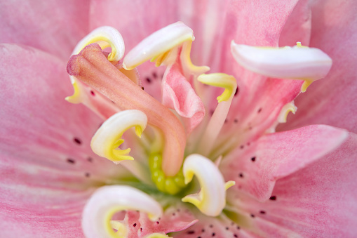 Lily in macro