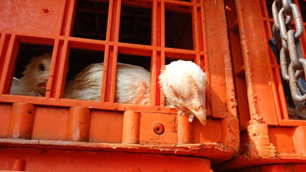 Chicken is sleeping A chicken was sleeping with its head out of its coop when it was brought to the market. Animal import and export quarantine process stock pictures, royalty-free photos & images