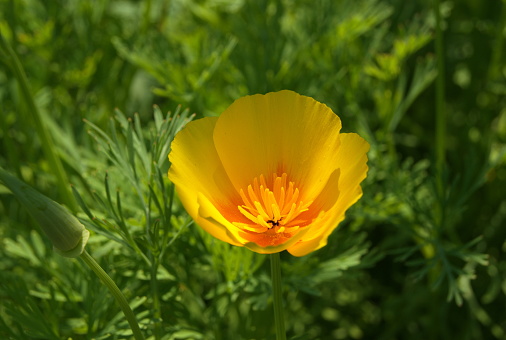 Russia.Kuzbass.July 2, 2021; The flower of the Ashsholtsia is pale yellow.