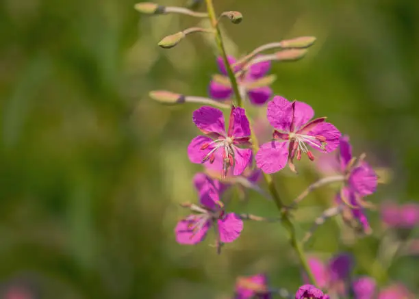 Photo of Purple flowers on a green blurred background. Fireweed. Blooming Sally. Copy space. Macro.