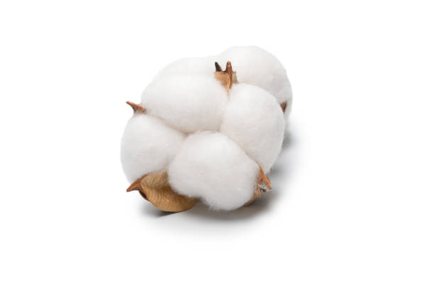 istock Cotton flower branch isolated on white background. 1327444625