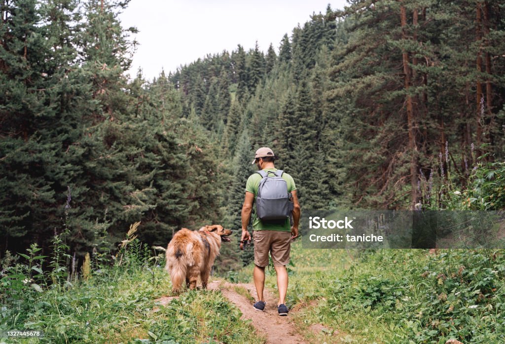 Man with a dog walking through a beautiful pine forest. - Royalty-free Wandelen - Buitensport Stockfoto